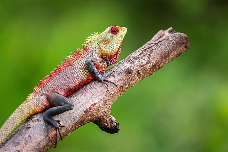 Wildlife Portraits
