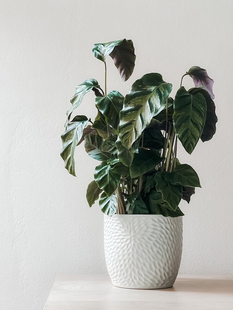 Nature-themed Decor